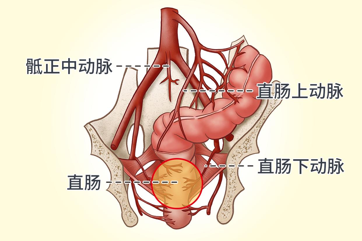 直肠血供的解剖图图片