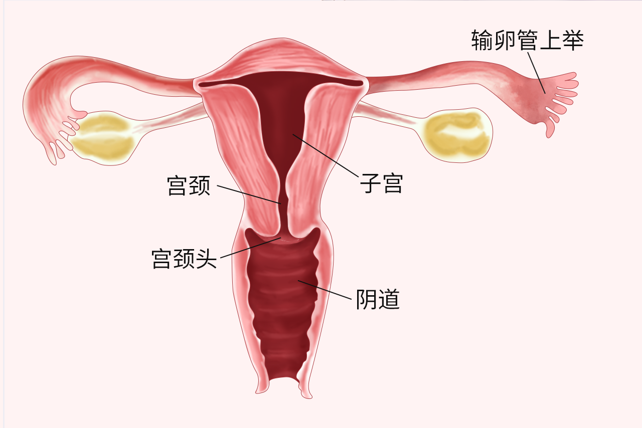 影像学专业面试:输卵管异位妊娠的超生表现