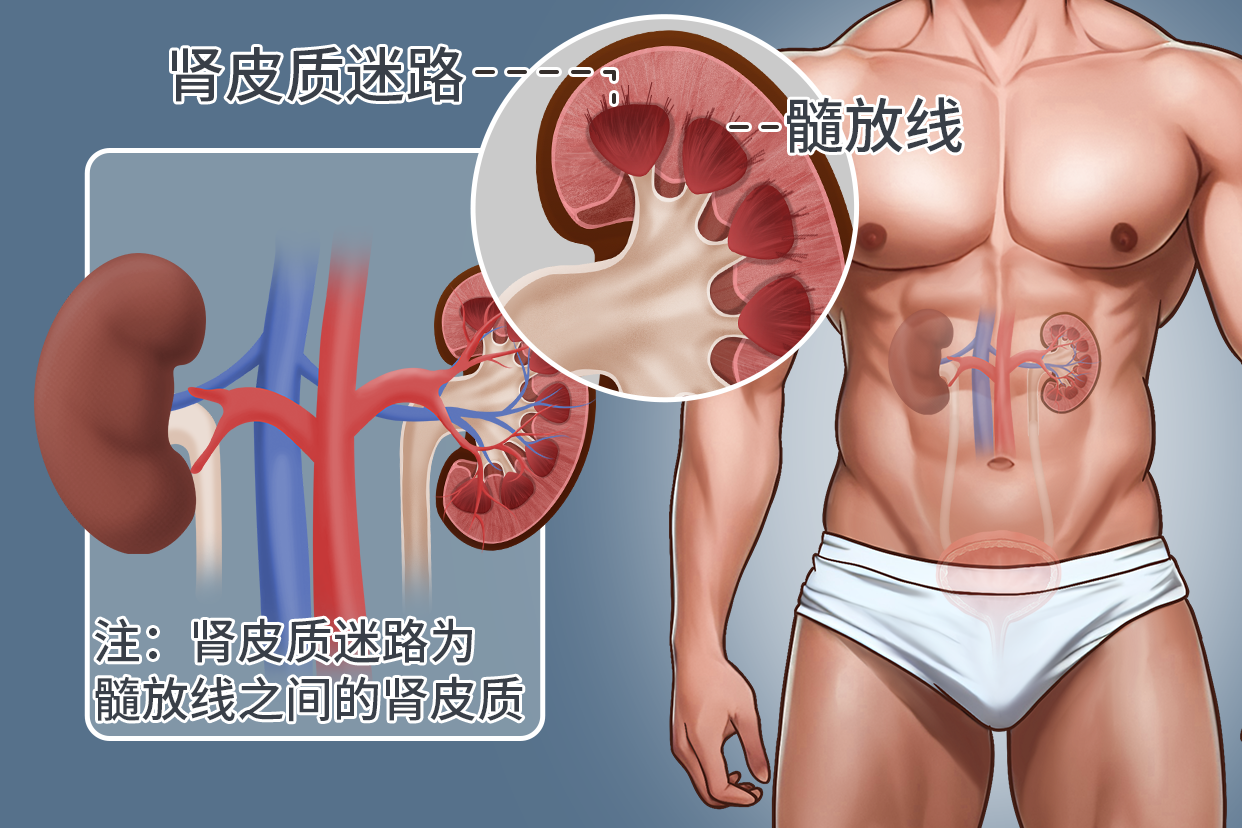 肾皮质迷路局部示意图图片