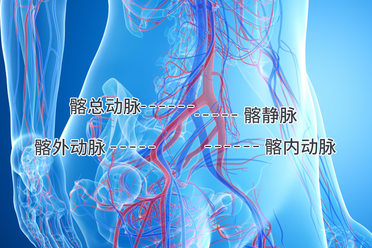 盆腔髂血管解剖图