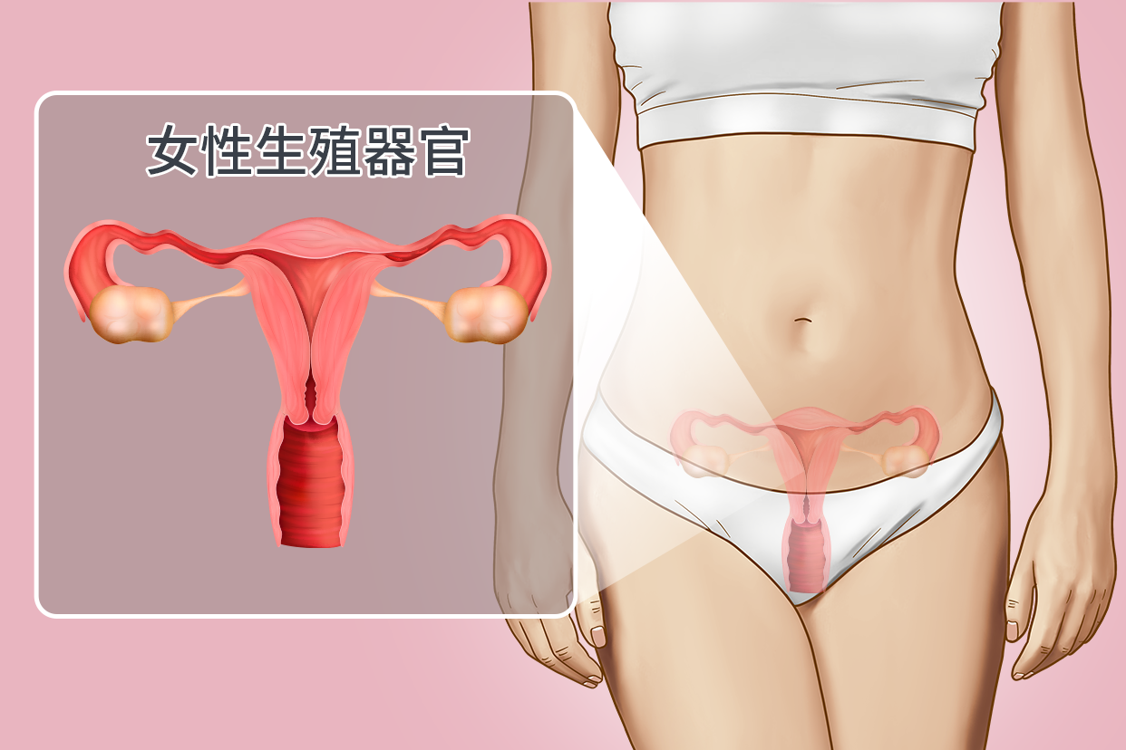 女性生殖器官图