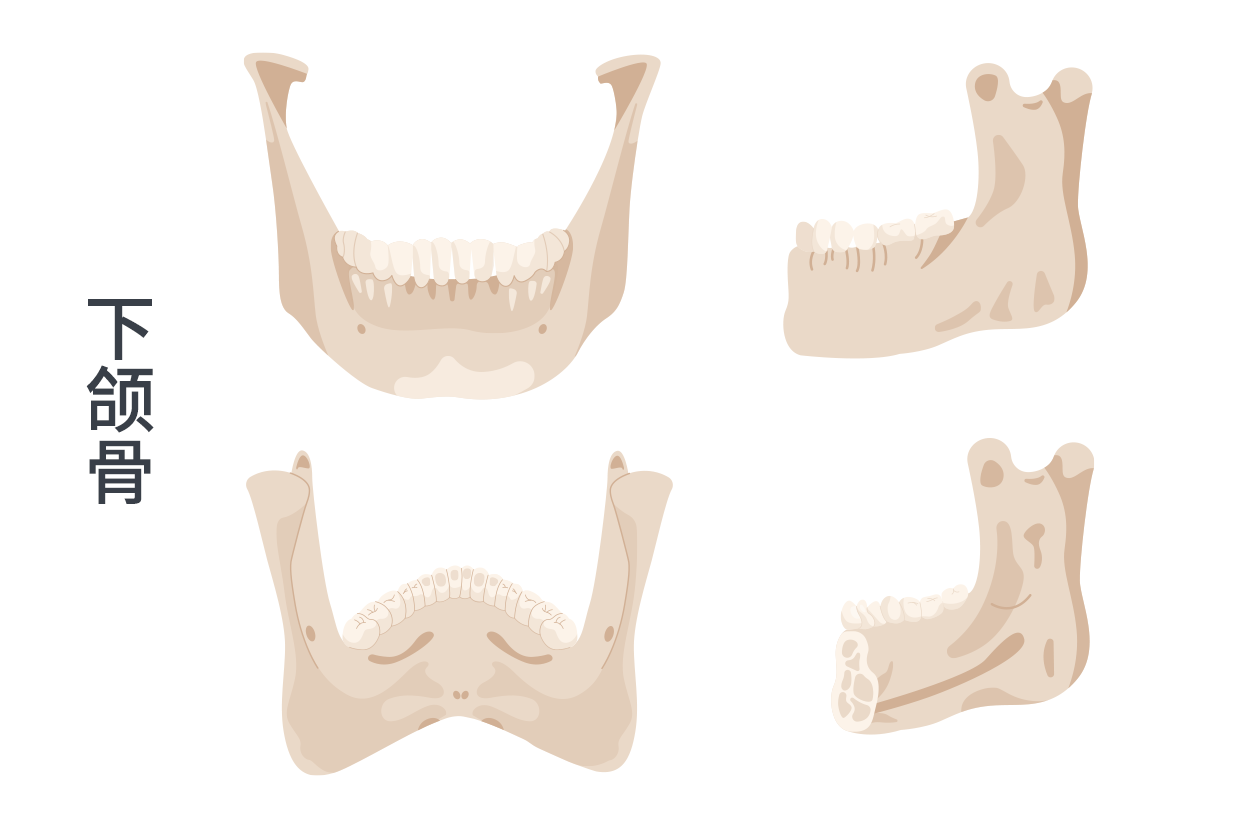 下颌骨构造图片
