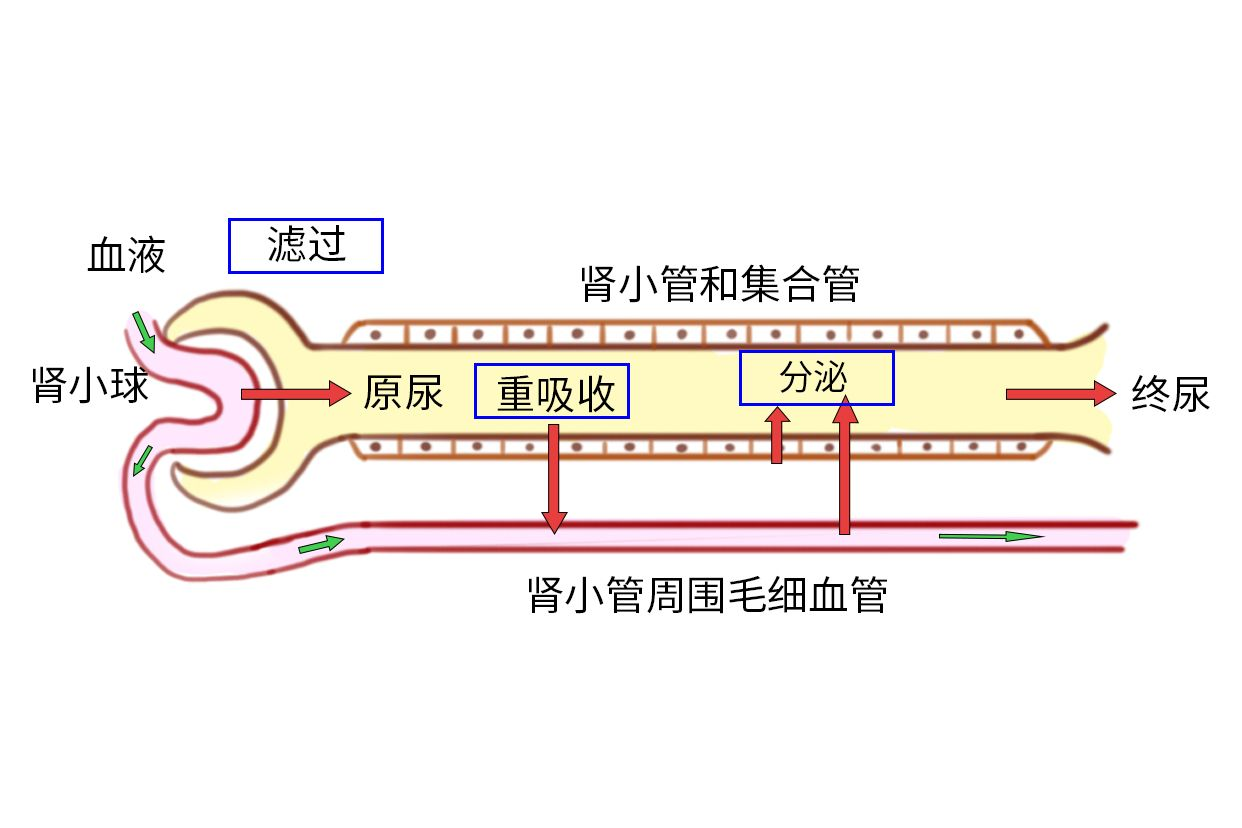 影响尿液浓缩和稀释的因素