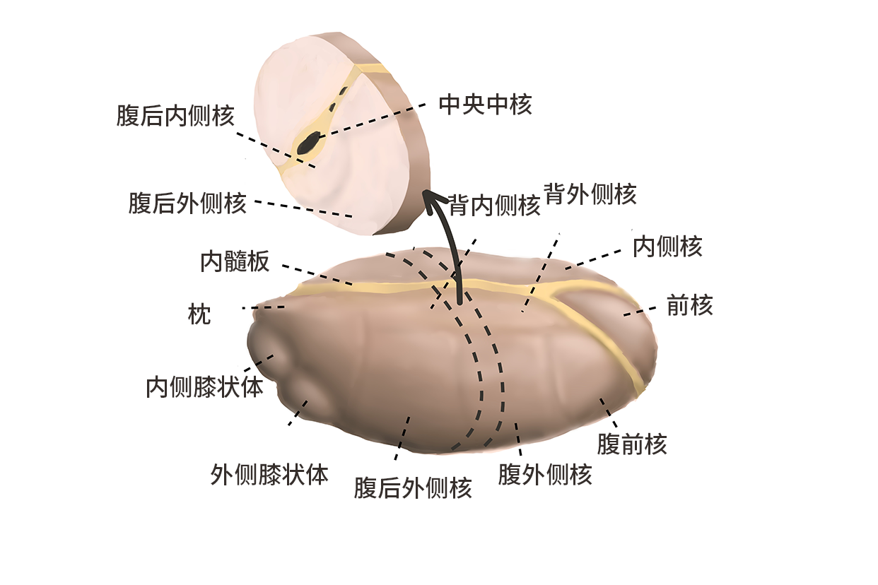 丘脑网状核TRN的三维脑图