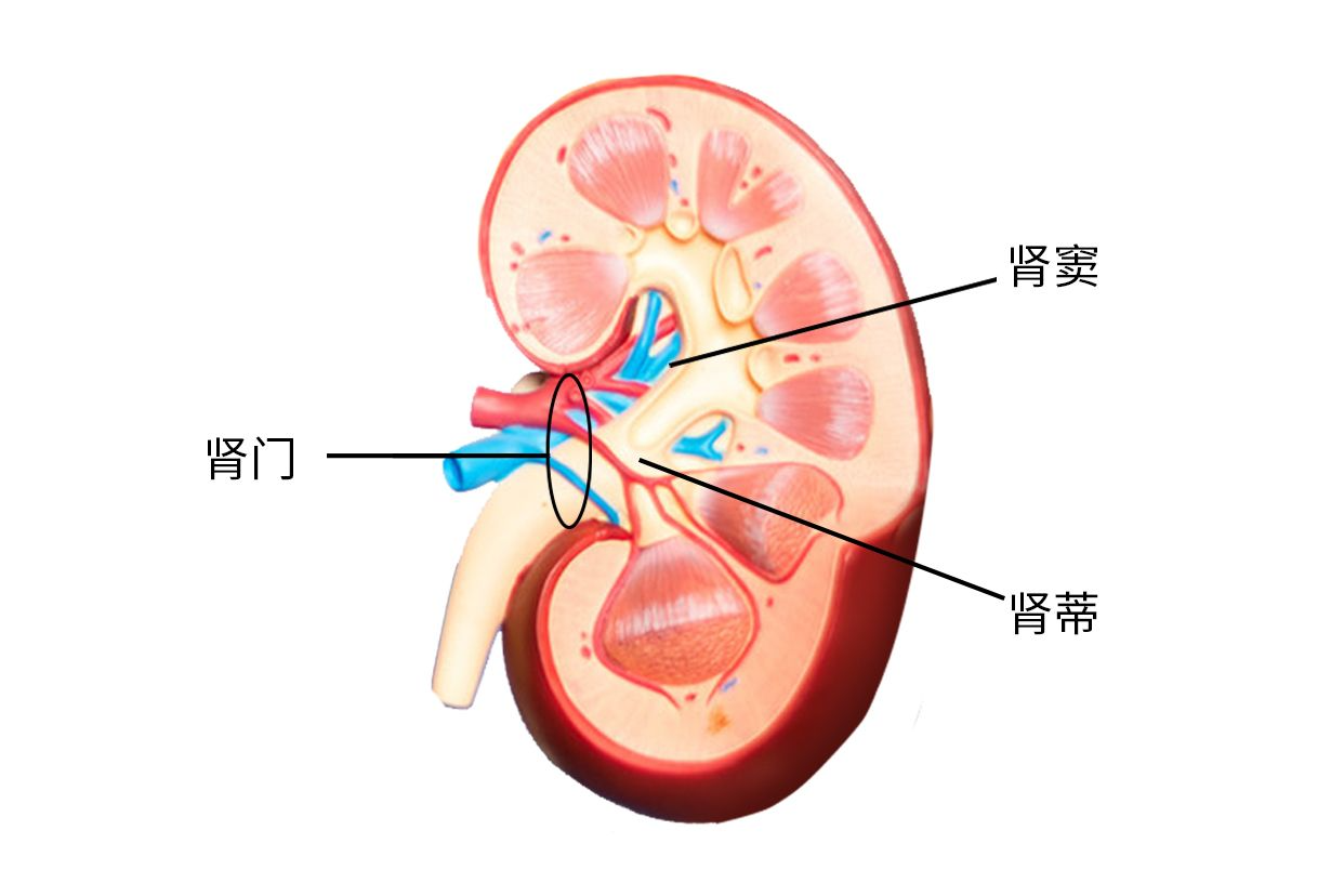 肾门肾蒂肾窦图片