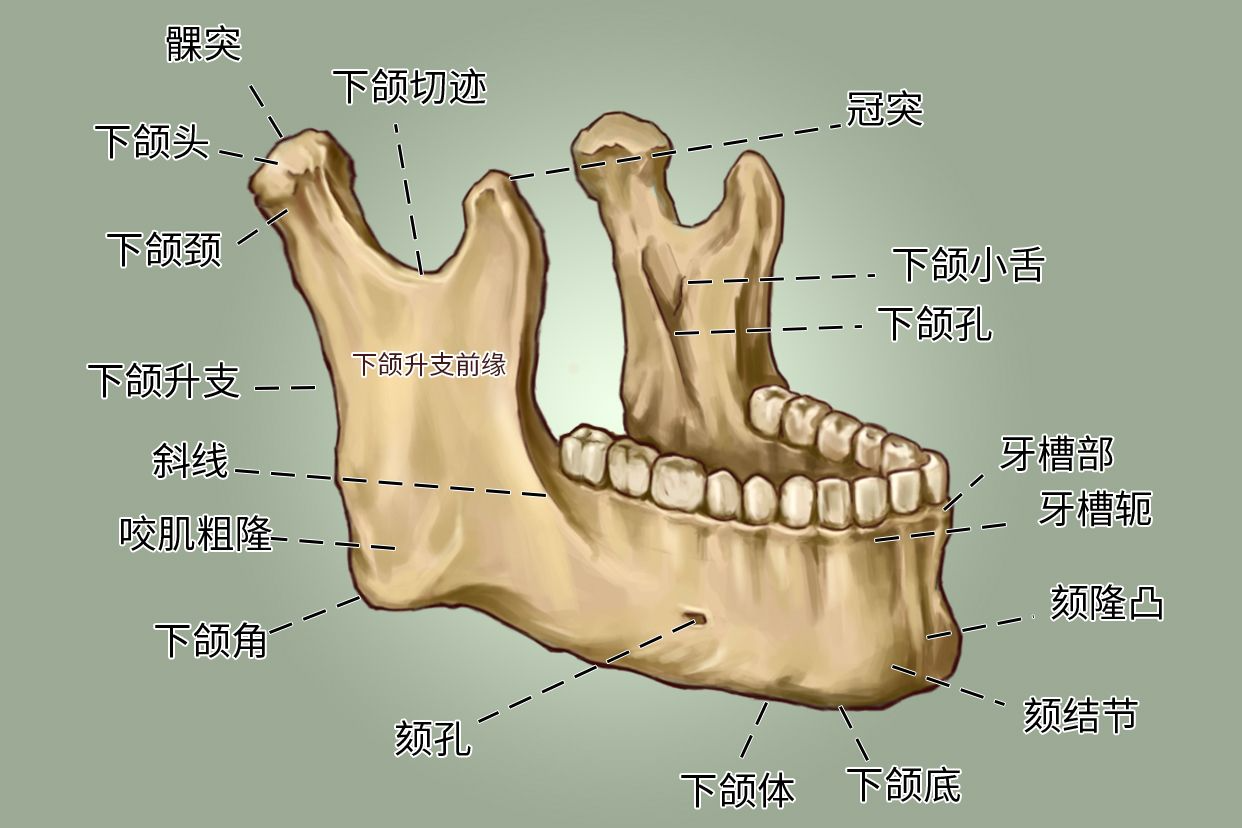 下颌头的位置图片
