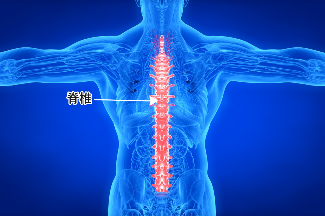 脊龙骨的功效与作用