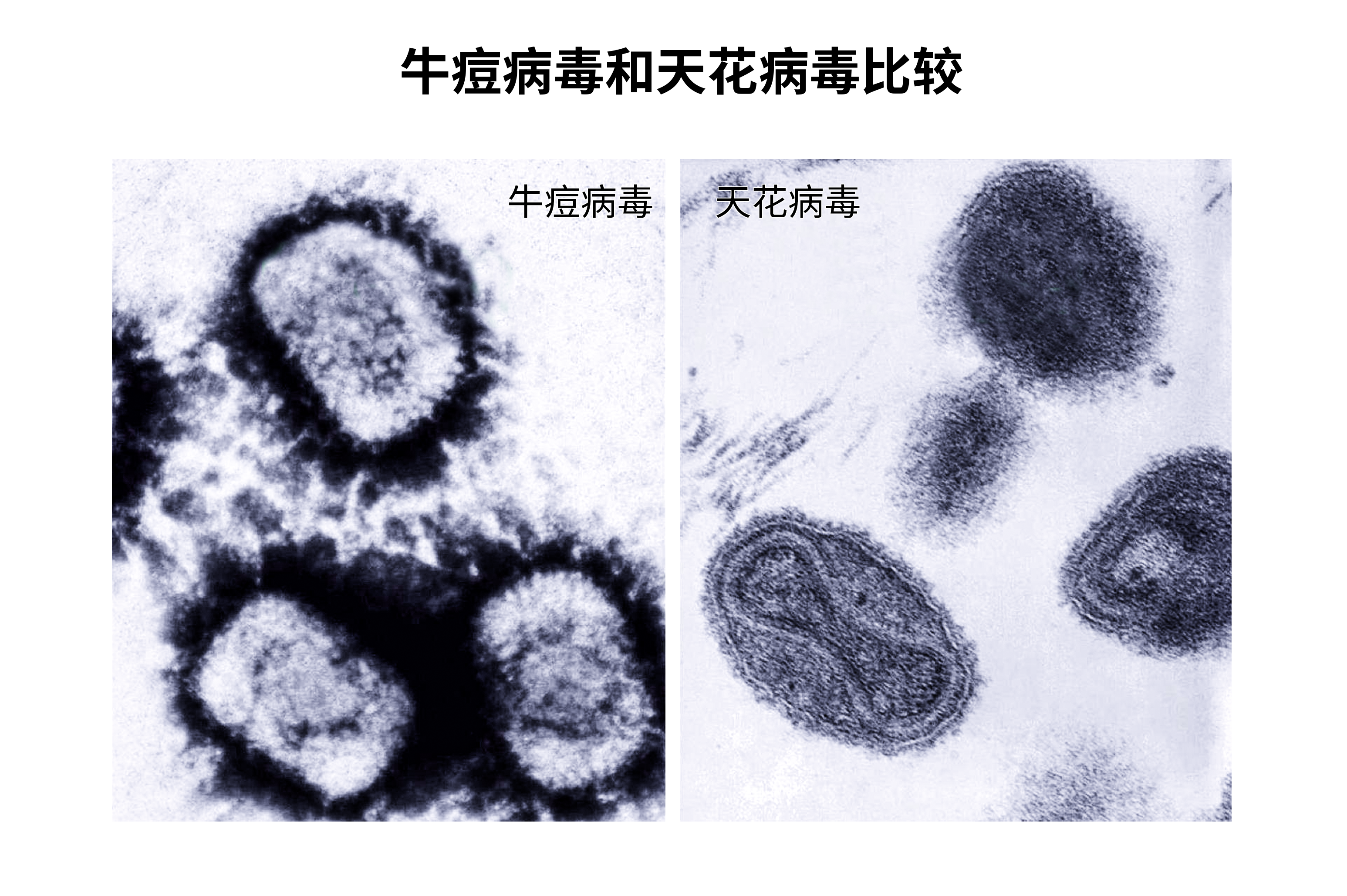 牛痘病毒和天花病毒属于同一种病毒吗
