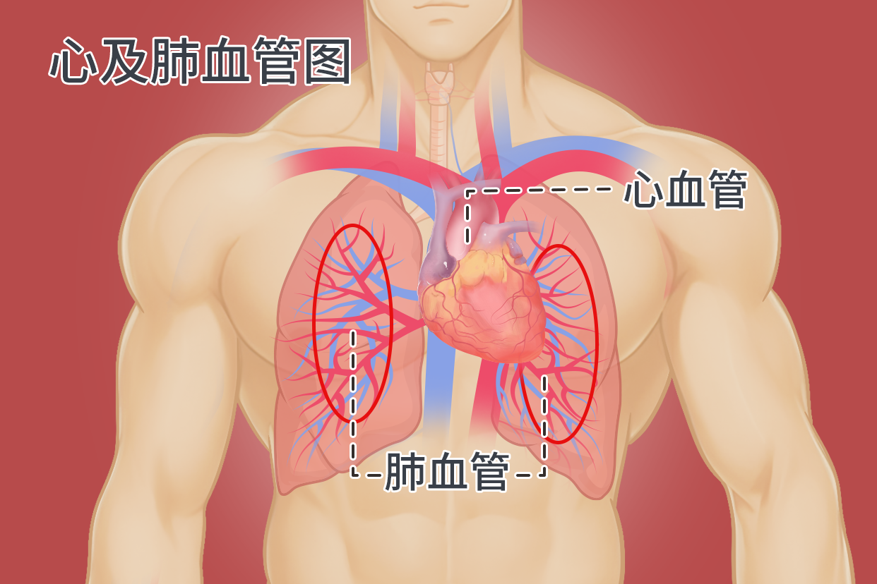 心及肺血管图
