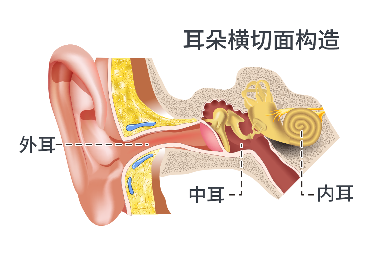 常见耳朵整形方式哪几种?