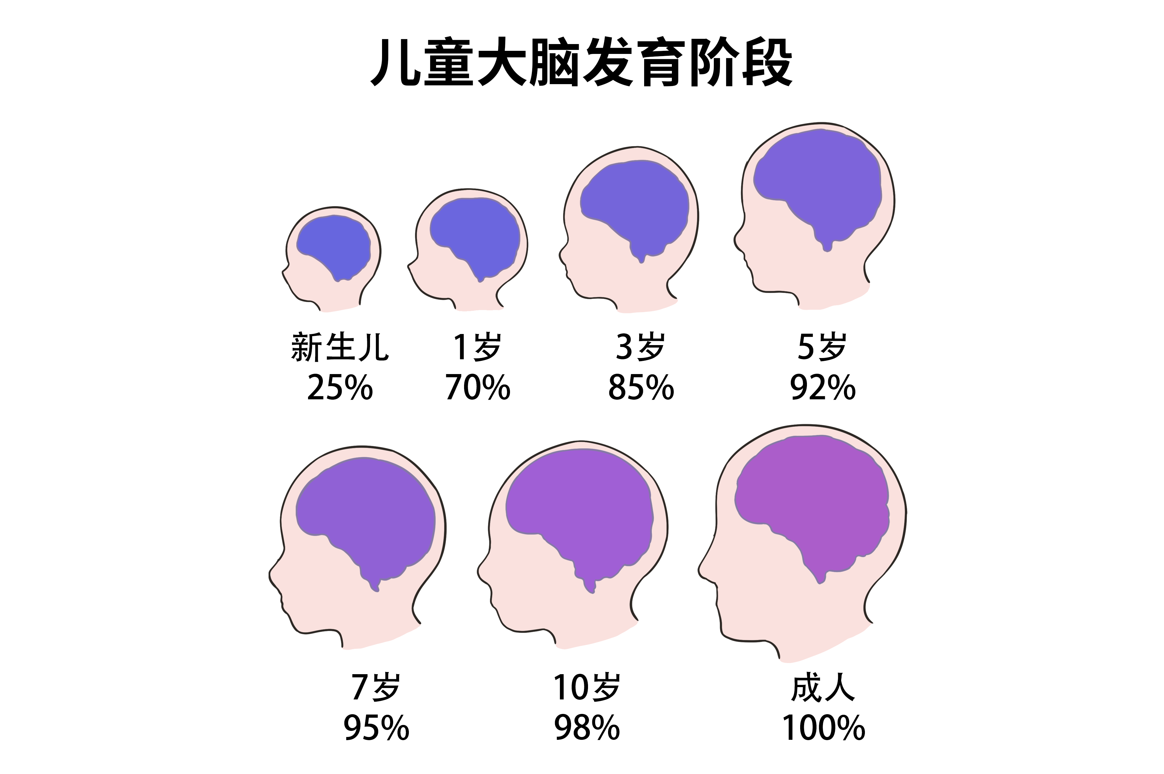 婴儿大脑发育顺序图图片