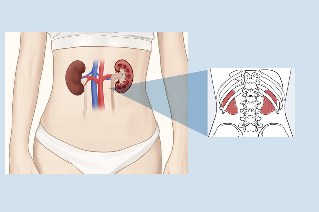 肾在肚子哪个位置图片
