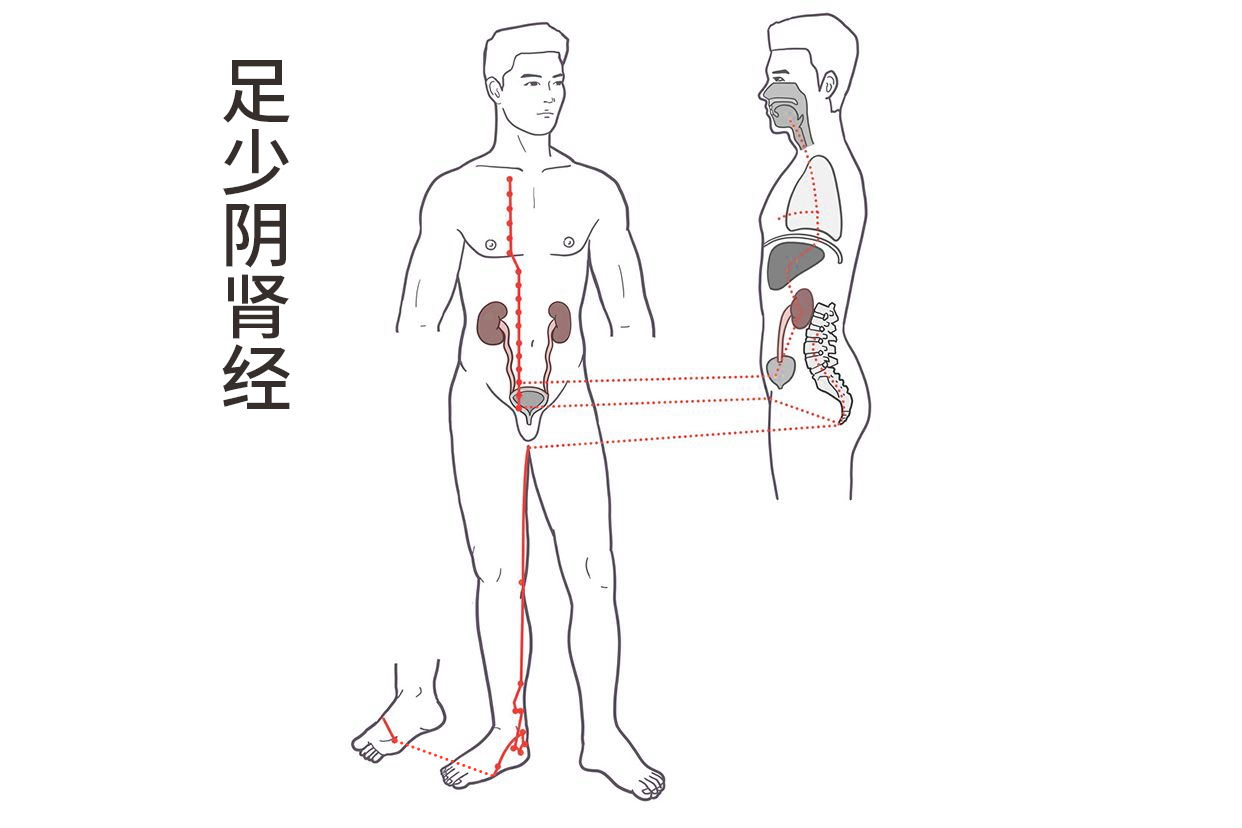 足少阴肾经图