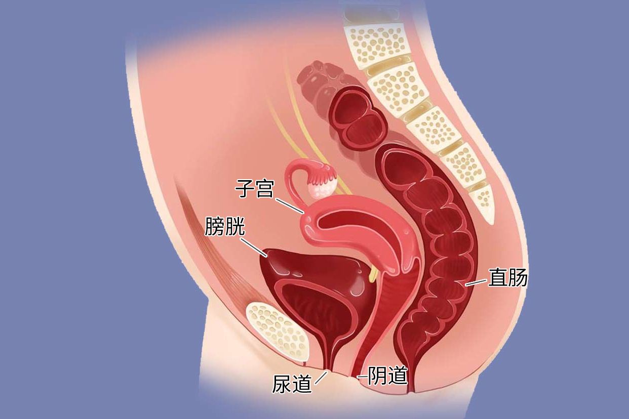 阴道 阴道生理图_39健康网