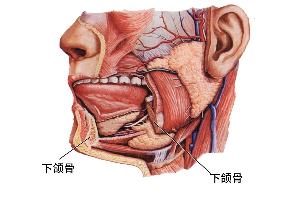 膀胱结石B超报告图片