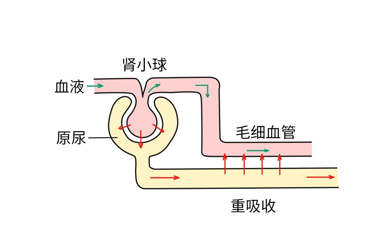 肾重吸收示意图