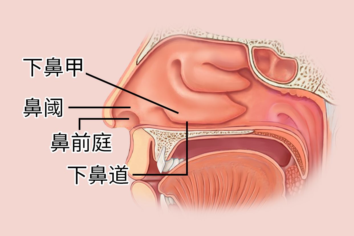 鼻前庭示意图