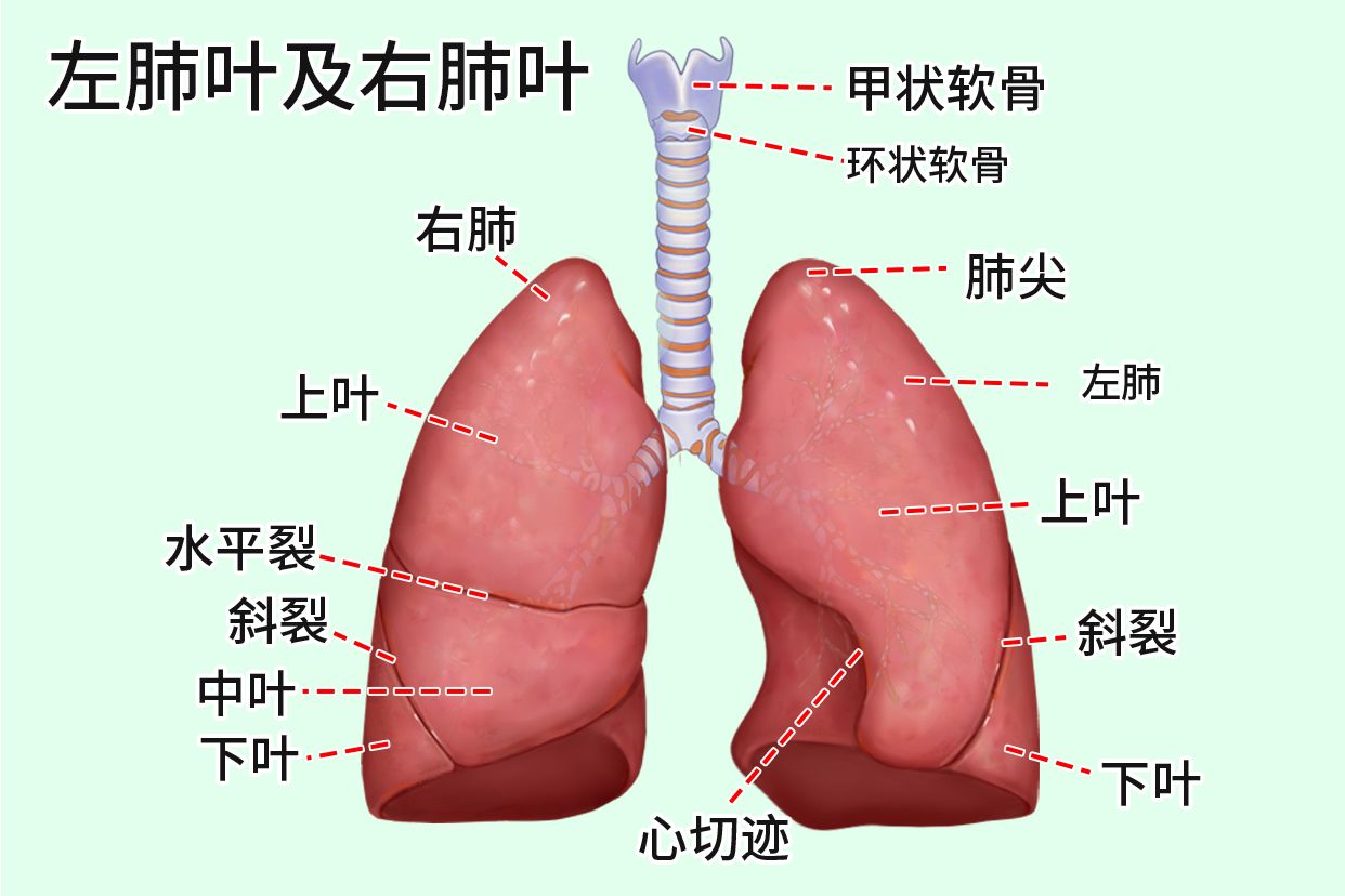 怎么养肺好 多按这5个位置 养肺吃什么