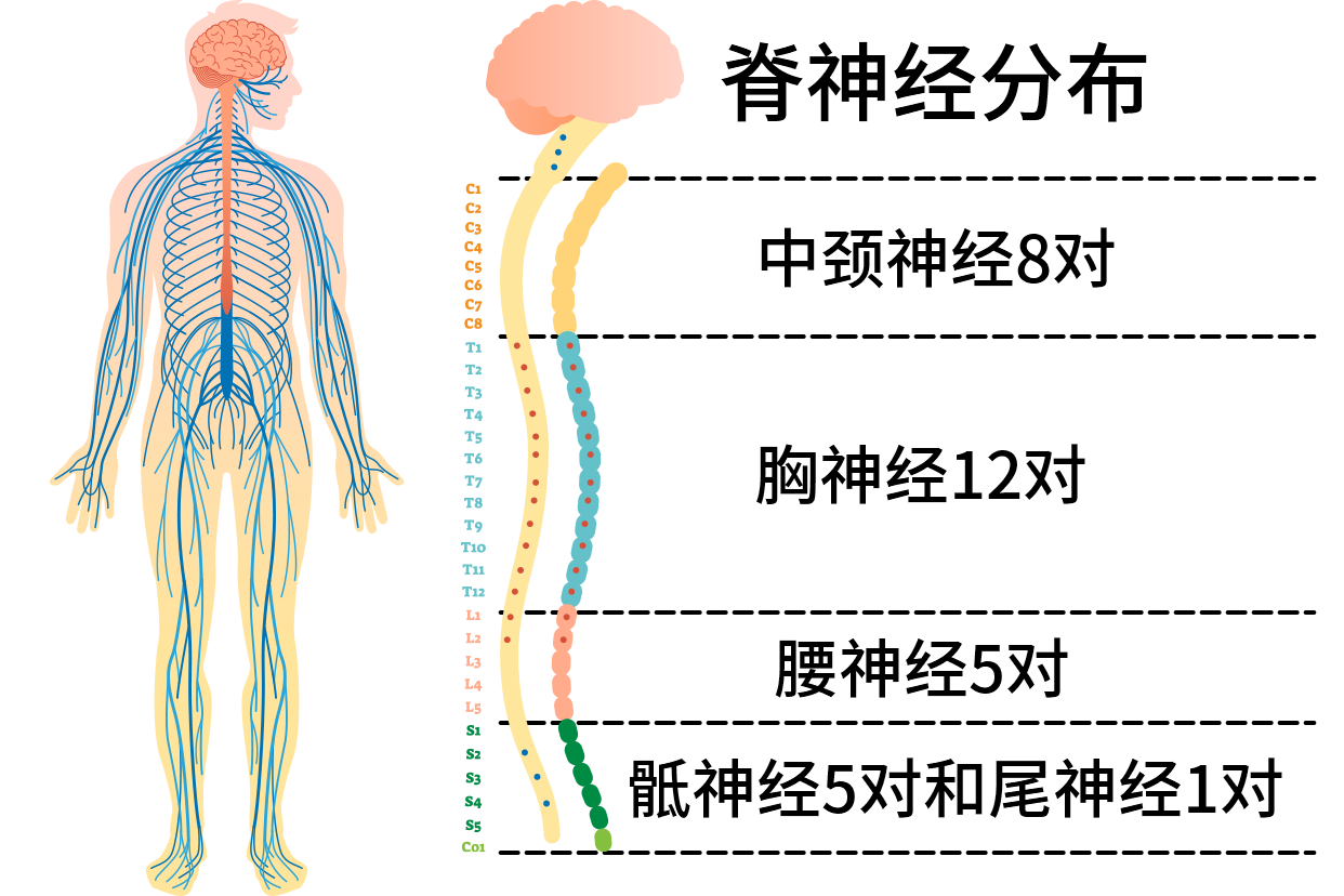 脊髓神经分布图