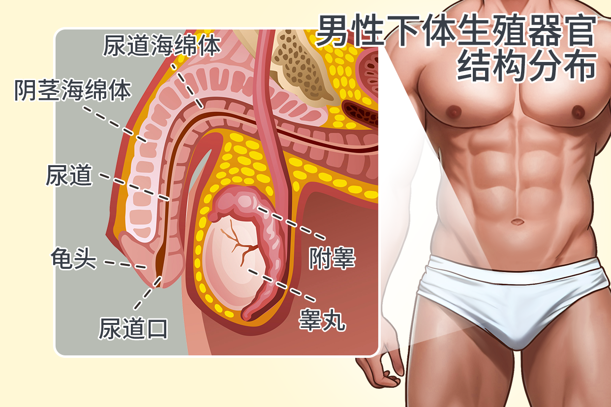 男性下体生殖器官结构分布图