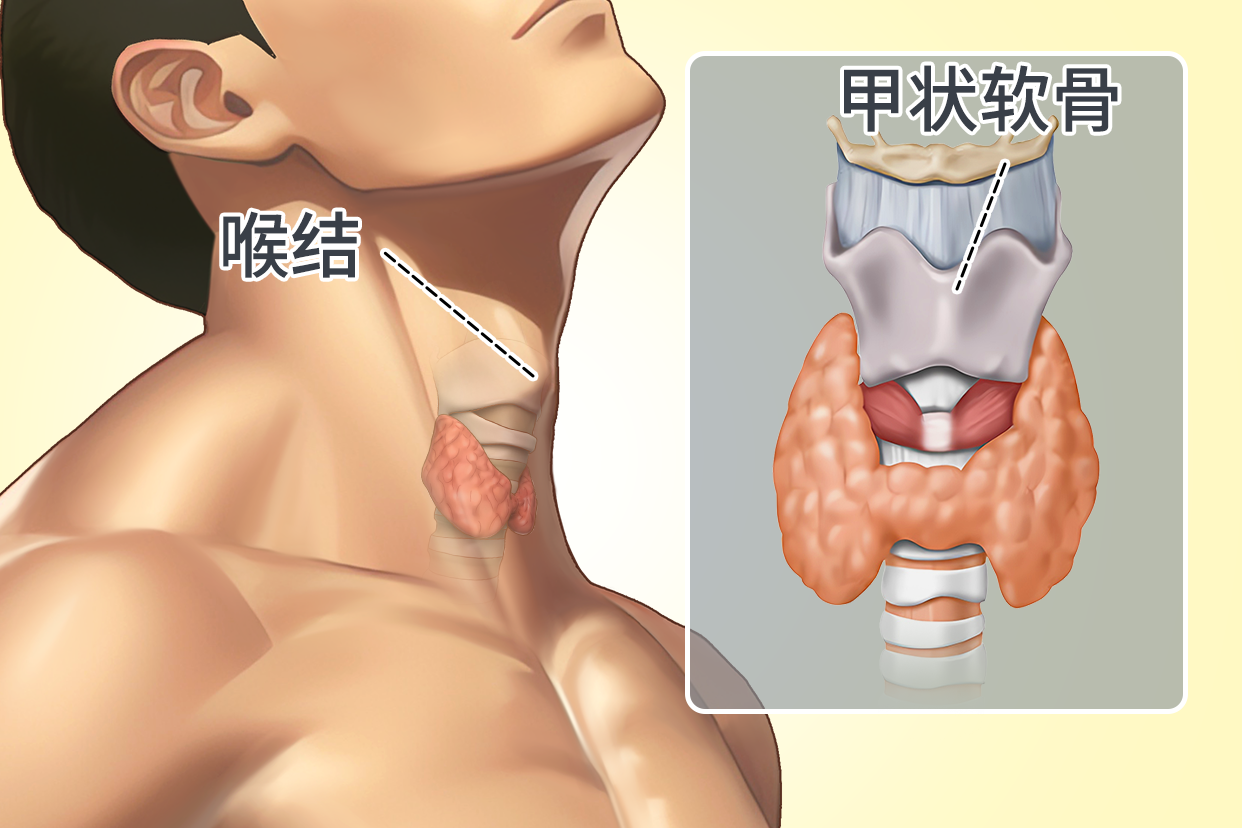 甲状软骨,喉结在哪个部位图片