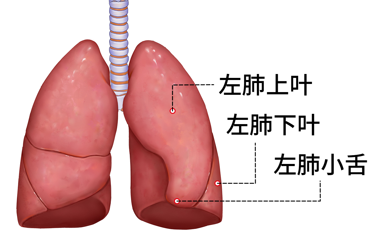 小舌在哪个位置图片图片